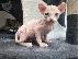 PoulaTo: sphynx διαθέσιμα,